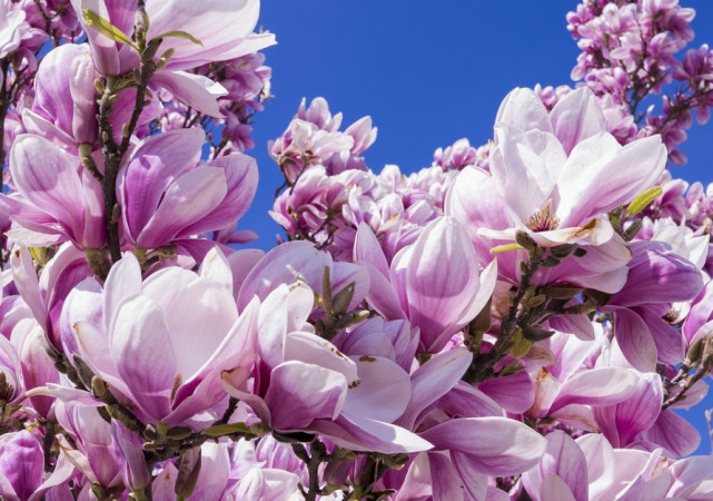  Despre puterea primaverii