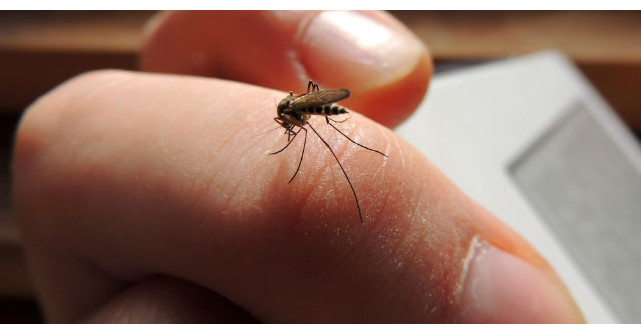 7 remedii naturale eficace pentru intepaturile de tantari