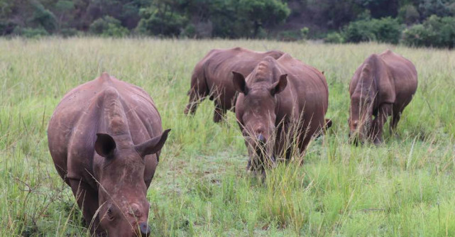 Maria Nila continua campania de caritate Save the Rhino 