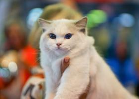 Mustățile care simt vibrațiile din aer: lumea unică a pisicilor, explicată de experții ROYAL CANIN