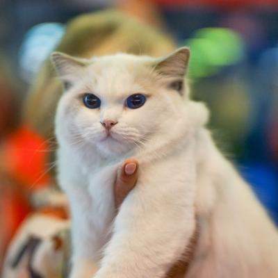 Mustățile care simt vibrațiile din aer: lumea unică a pisicilor, explicată de experții ROYAL CANIN