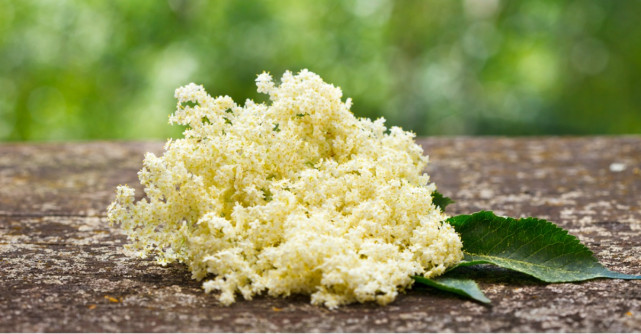 Florile de soc: Beneficii nestiute pentru sanatate