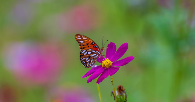 Descoperirea frumuseții în momentele de zi cu zi e cheia fericirii de lungă durată
