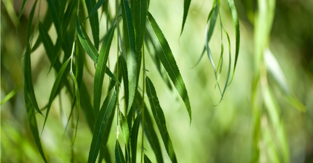 Duminica Floriilor 2017. Superstitii de Florii pe care nimeni nu trebuie sa le ignore