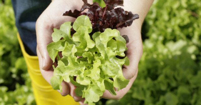 Eisberg doneaza de Paste