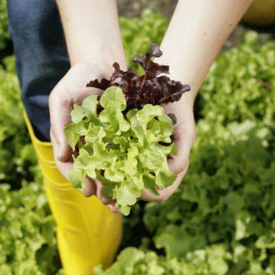 Eisberg doneaza de Paste