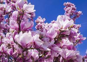 Rețetă de magnolii murate – ghid complet, gust, beneficii și păstrare