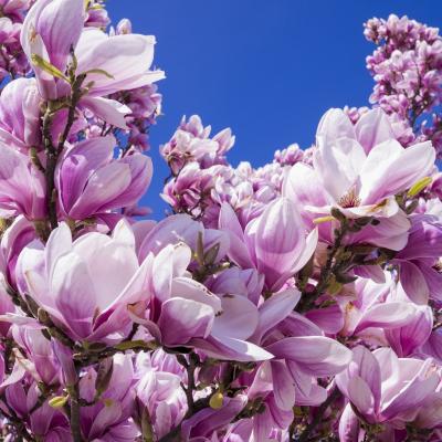 Rețetă de flori de magnolie murate 