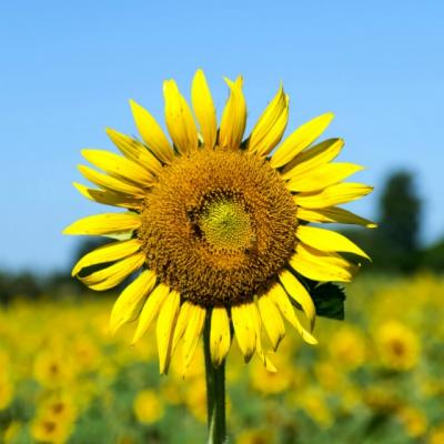 Stiai ca poti face ceai din frunze si petale de floarea-soarelui? Beneficiile sunt incredibile!