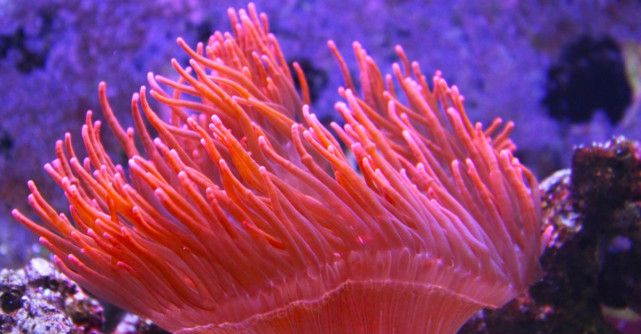 Institutul Pantone a ales culoarea anului 2019