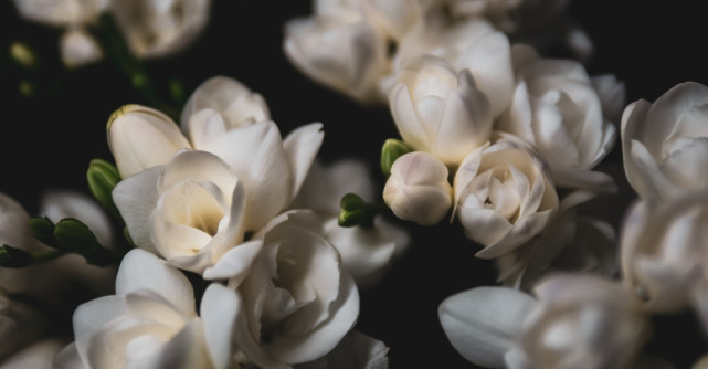 Frezii - ghid complet de plantare, îngrijire și cultivare