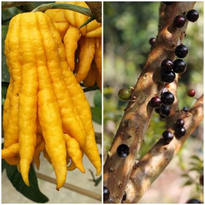 Cele mai ciudate fructe si legume din lume