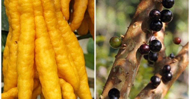 Cele mai ciudate fructe si legume din lume