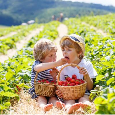 Educaţie prin joc: 1000 de copii au descoperit importanţa alimentaţiei sănătoase 