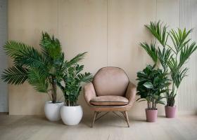 Plante decorative pentru fiecare spațiu din apartament: living, dormitor, baie, balcon și bucătărie