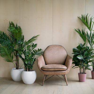Combinații de plante decorative pentru fiecare spațiu din apartament: living, dormitor, baie, balcon și bucătărie
