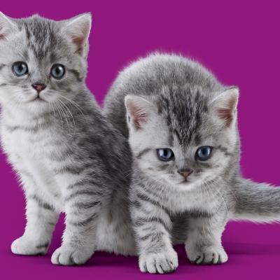 45% dintre gospodăriile din România au în grijă pisici