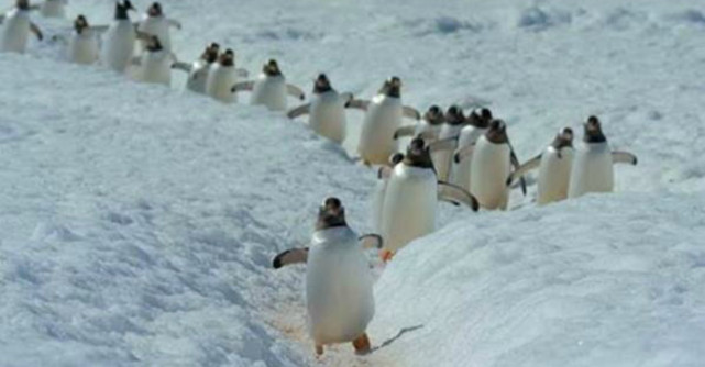 Documentare Netflix disponibile gratuit pentru profesori si elevi