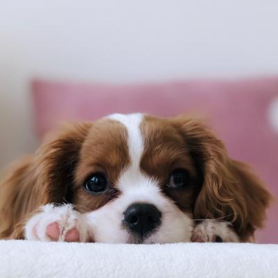 Aspecte de care să ții cont când alegi hrana pentru animalul de companie