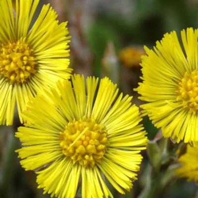 Aceste flori galbene ale primaverii au efecte uimitoare asupra sanatatii