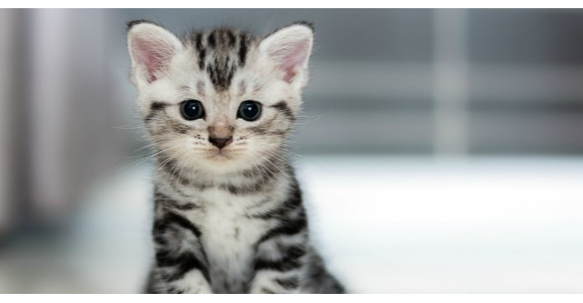 Lectii de viata pe care le-am invatat de la pisica mea