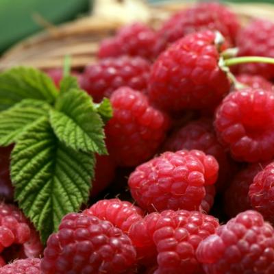 Zmeura: beneficii uimitoare pentru sanatate