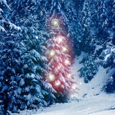 Minunata poveste a bradului de Craciun