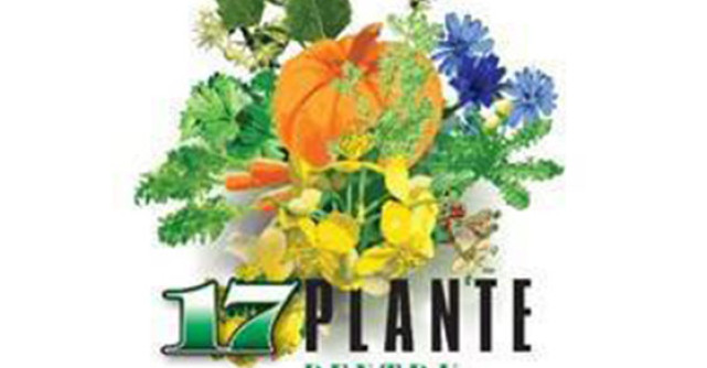 Cele mai folosite 17 plante pentru vindecare