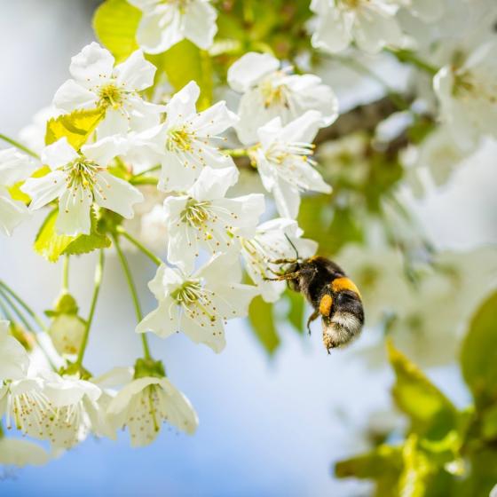 Motive pentru care e bine sa consumi miere de Manuka - aliment minune