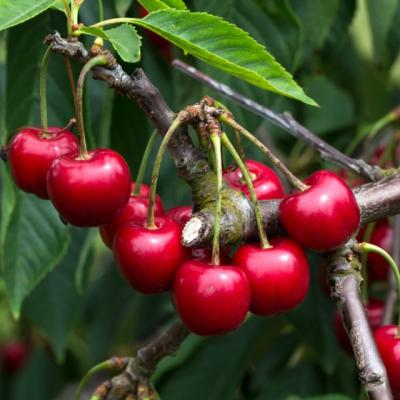 Efectele benefice ale ceaiului de cozi de cirese