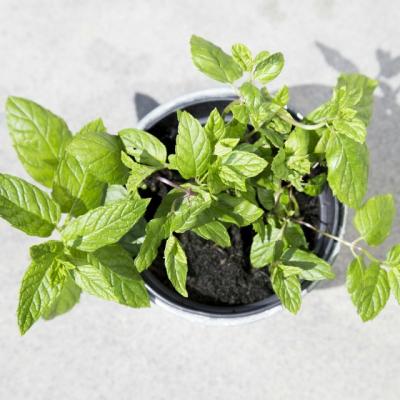 Tot ce trebuie sa stii despre menta, remediul miraculos pentru zeci de afectiuni