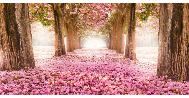 Tot ce trebuie sa stii despre terapia cu flori