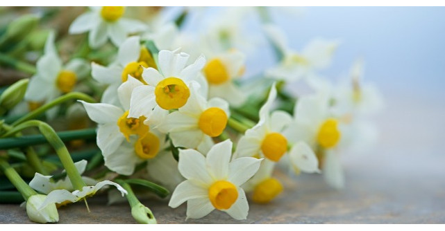 Ceaiul de narcise are efecte miraculoase