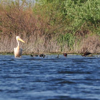 Crisan, inima Deltei: De ce la Crisan, de ce in luna mai?