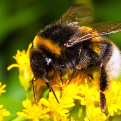 Polenul de albine, un aliment natural complex