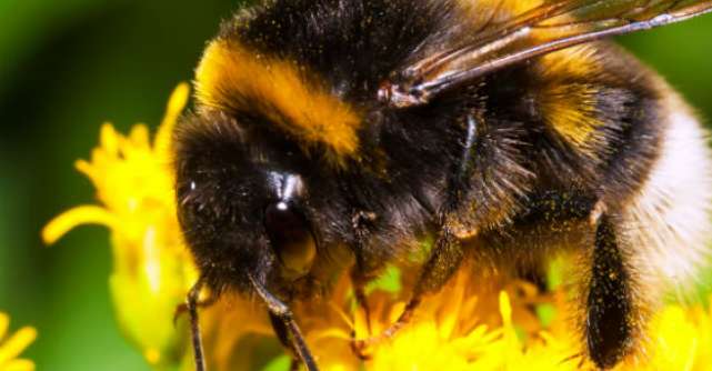 Polenul de albine, un aliment natural complex