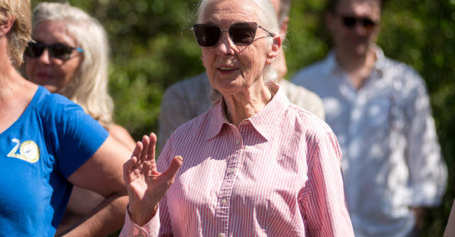 A încetat din viață Jane Goodall – legendara cercetătoare care a schimbat pentru totdeauna felul în care înțelegem cimpanzeii