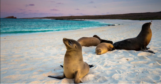 Animale sălbatice în habitatul natural: Top 5 locații pentru vacanțe greu de uitat