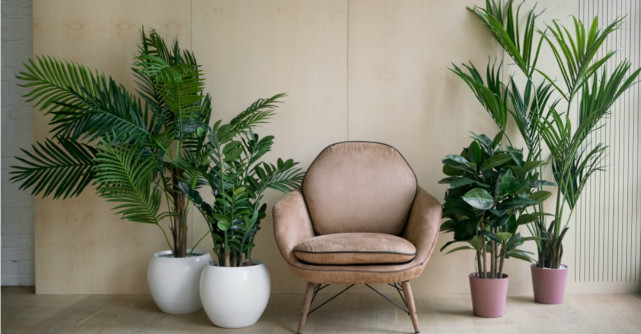 Top 5 plante de apartament rezistente