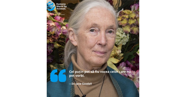Cine a fost Jane Goodall, un erou pentru animale 
