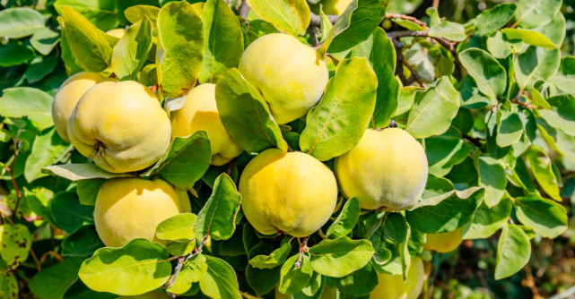 Beneficiile ceaiului din frunze de gutui