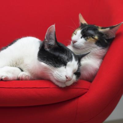 Pot merge si singur si alte povestiri de dragoste 