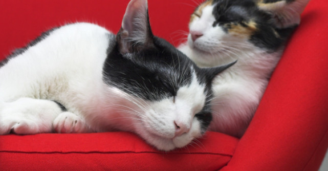 Pot merge si singur si alte povestiri de dragoste 