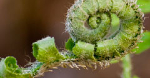 Gemoterapia - puterea terapeutica miraculoasa a germenilor