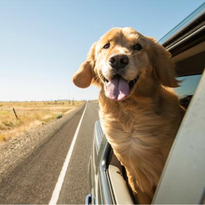 Nume de câini și nume de cățelușe