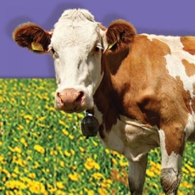 (P)Cel mai ravnit job: Animator de vacute