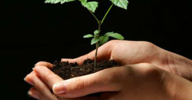 Germenii - Miracol detoxifiant si remediu exceptional pentru slabit si vindecare