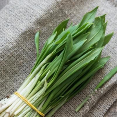 Leurda, planta minunata care vindeca o multime de boli