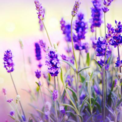 Ne parfumeaza viata si vindeca aproape 100 de boli. Despre ce floare miraculoasa e vorba 