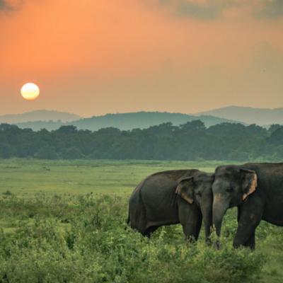 2 Elefanți s-au îmbătat și au adormit într-o plantație de ceai după ce au băut 30 de litri de alcool